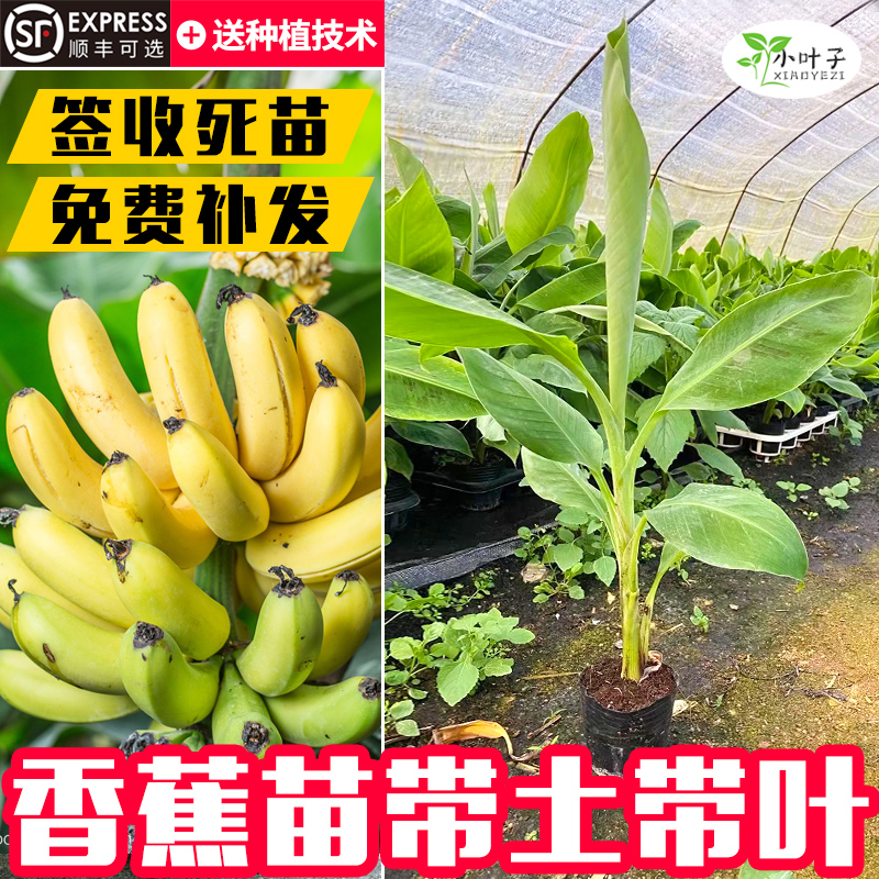 广西香蕉树苗矮化粉蕉苗皇帝蕉苗红香蕉苗果树果苗常年种植芭蕉树