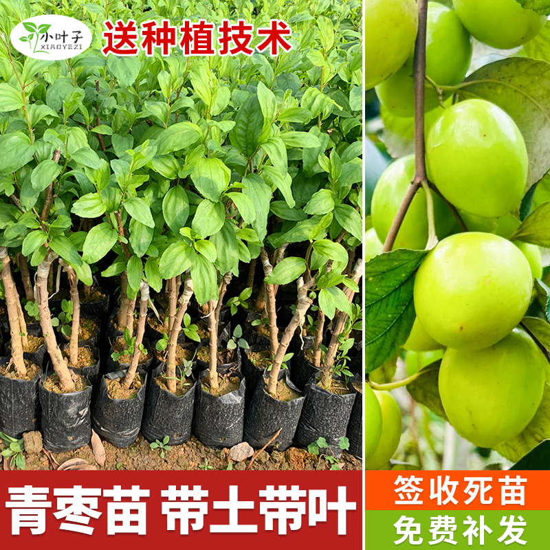 【中秋&双11】大青枣牛奶枣台湾大青枣牛奶枣苗营养杯带土枣树苗