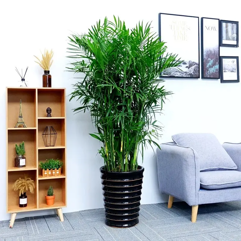 夏威夷竹子盆栽凤尾竹散尾葵室内客厅大型绿植盆景绿植盆栽室内