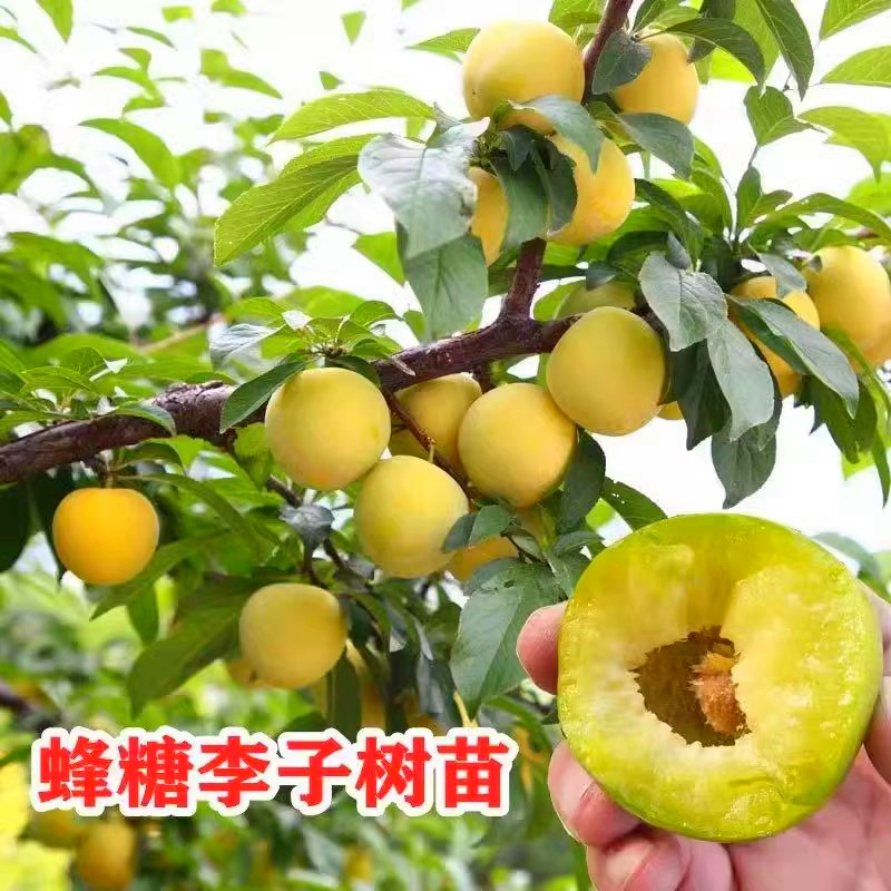 大红袍李子脆红李子蜂糖李子树苗脱骨嫁接苗南方北方种植特大树苗