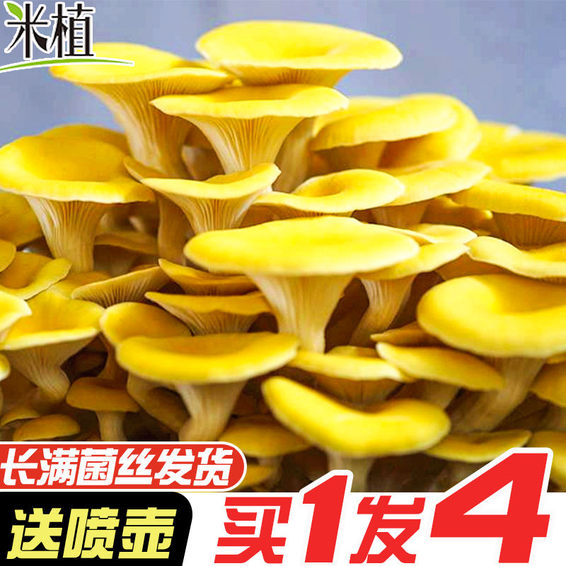 蘑菇菌包菌种种植包室内家庭菌菇包趣味种植四季菌棒喷水出菇包