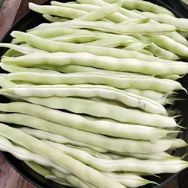 东北白芸豆新鲜采摘白不老芸豆白大架芸豆【顺丰包邮】
