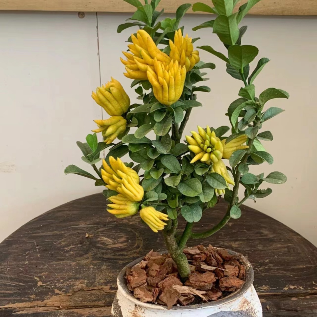 佛手树盆栽带果金华佛手柑盆景可食用果树苗阳台庭院四季花卉绿植