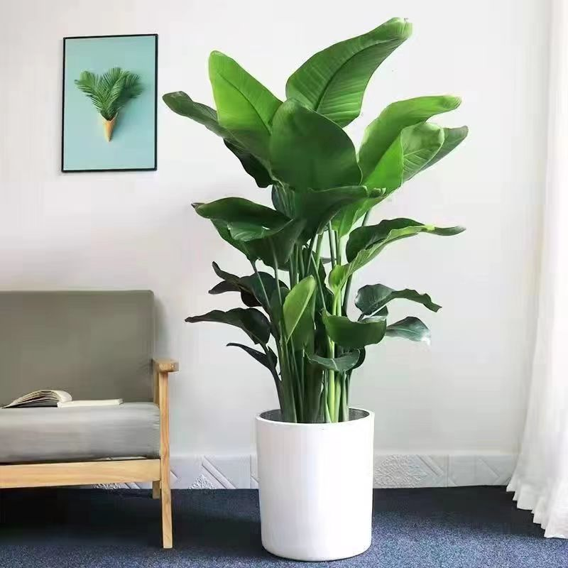 天堂鸟盆栽客厅办公室内大型四季花卉大叶植物新房家用吸甲醛