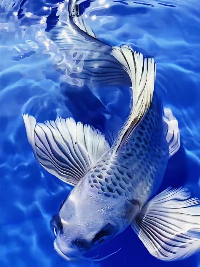 直播链接包邮包活红蝴蝶蝴蝶锦鲤熊猫鲤观赏鱼冷水鱼好养耐活