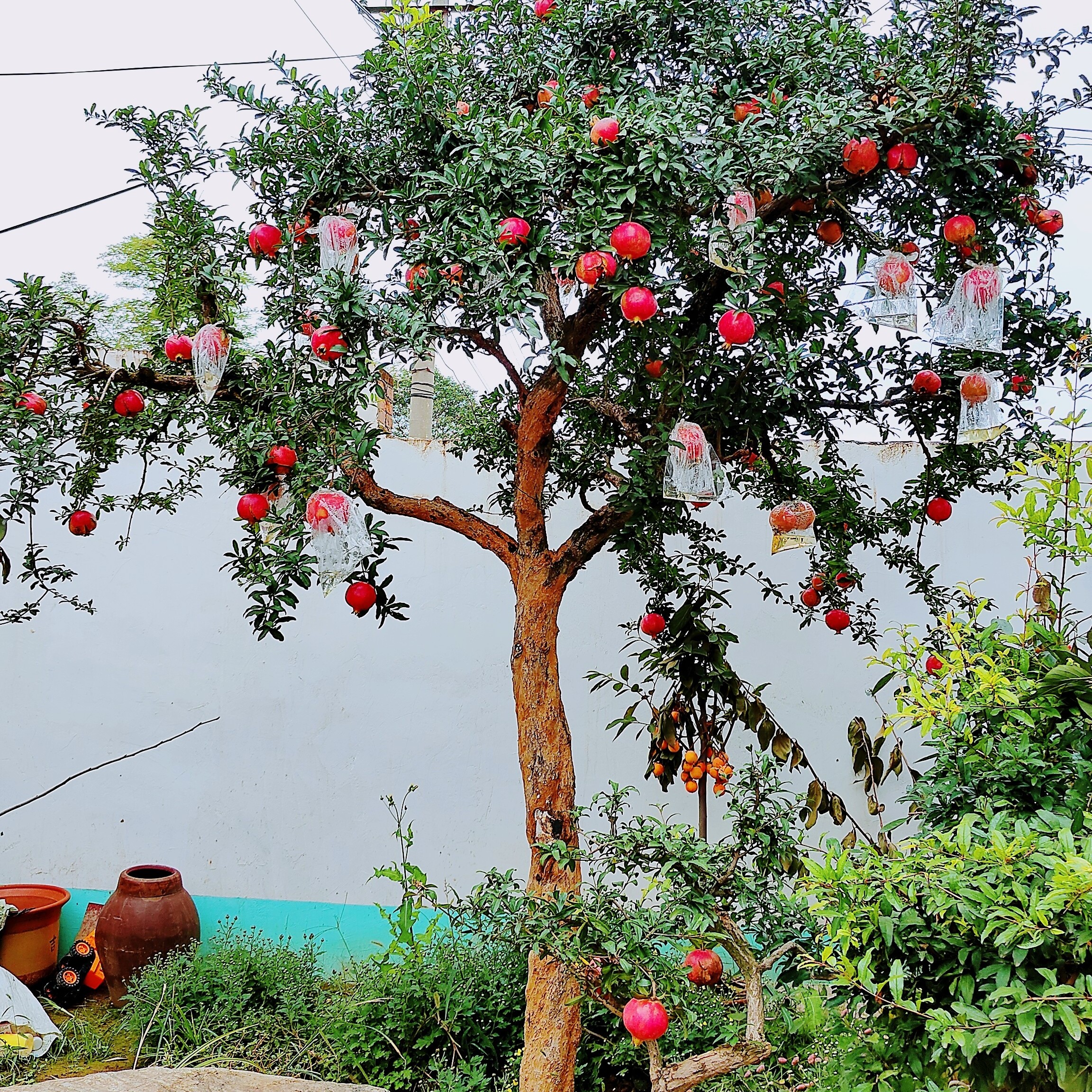 陕西众开颜大红甜石榴树庭院果树树苗甜石榴树 当年室外结果特大