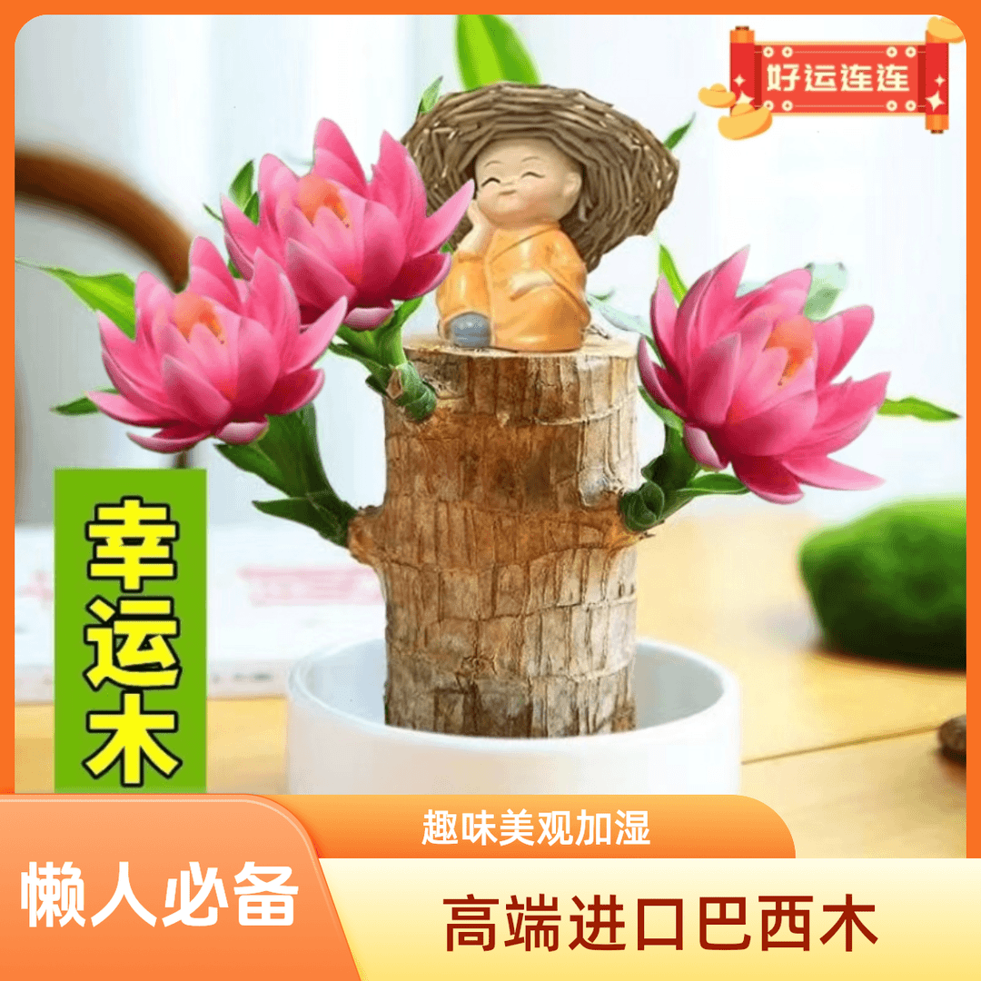 【10年以上高端巴西木带芽发货正宗进口品质】巴西木幸运木开花水培