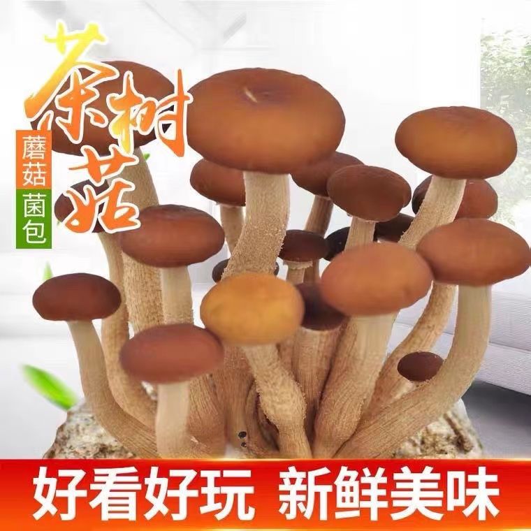 【茶树菇菌种】菌包家庭室内大蓬种植特产新鲜蘑菇食用菌菌棒阳台