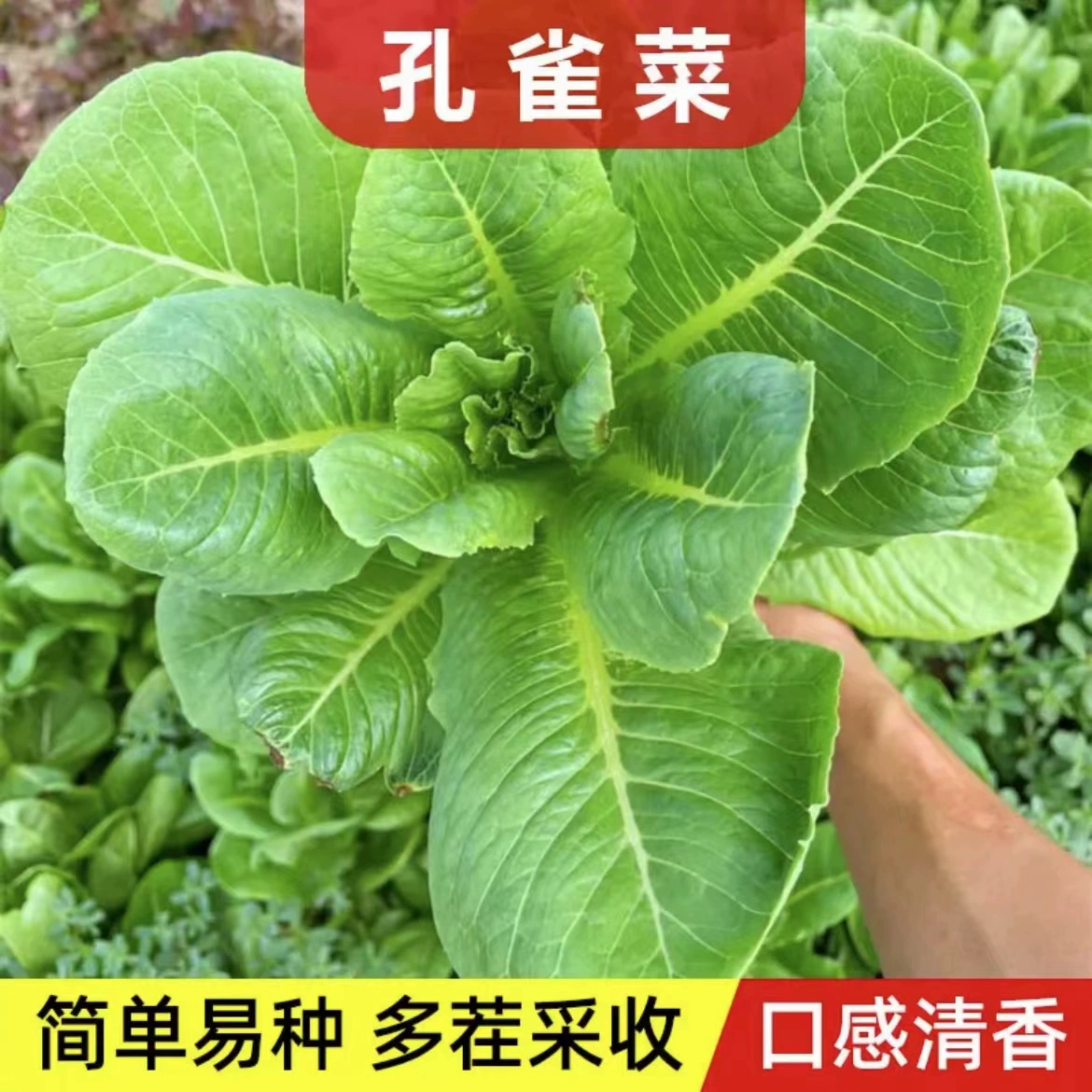 【孔雀菜种子正品】四季种植甜脆高钙冬季盆栽地栽蔬菜种籽（拍2送1）