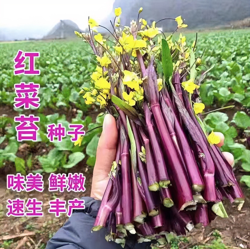 红菜苔种子富含花青素优选四季易种高产种子（拍2送1）菜种子