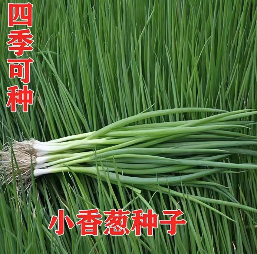四季小香葱种子种植简单阳台盆栽分葱强优质蔬菜种子（拍2送1）