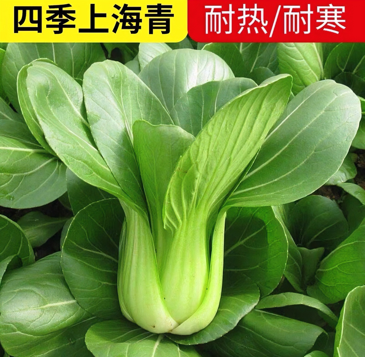 上海青/苏州青种子四季可种优选抗病耐寒高产蔬菜种子（买2送1）
