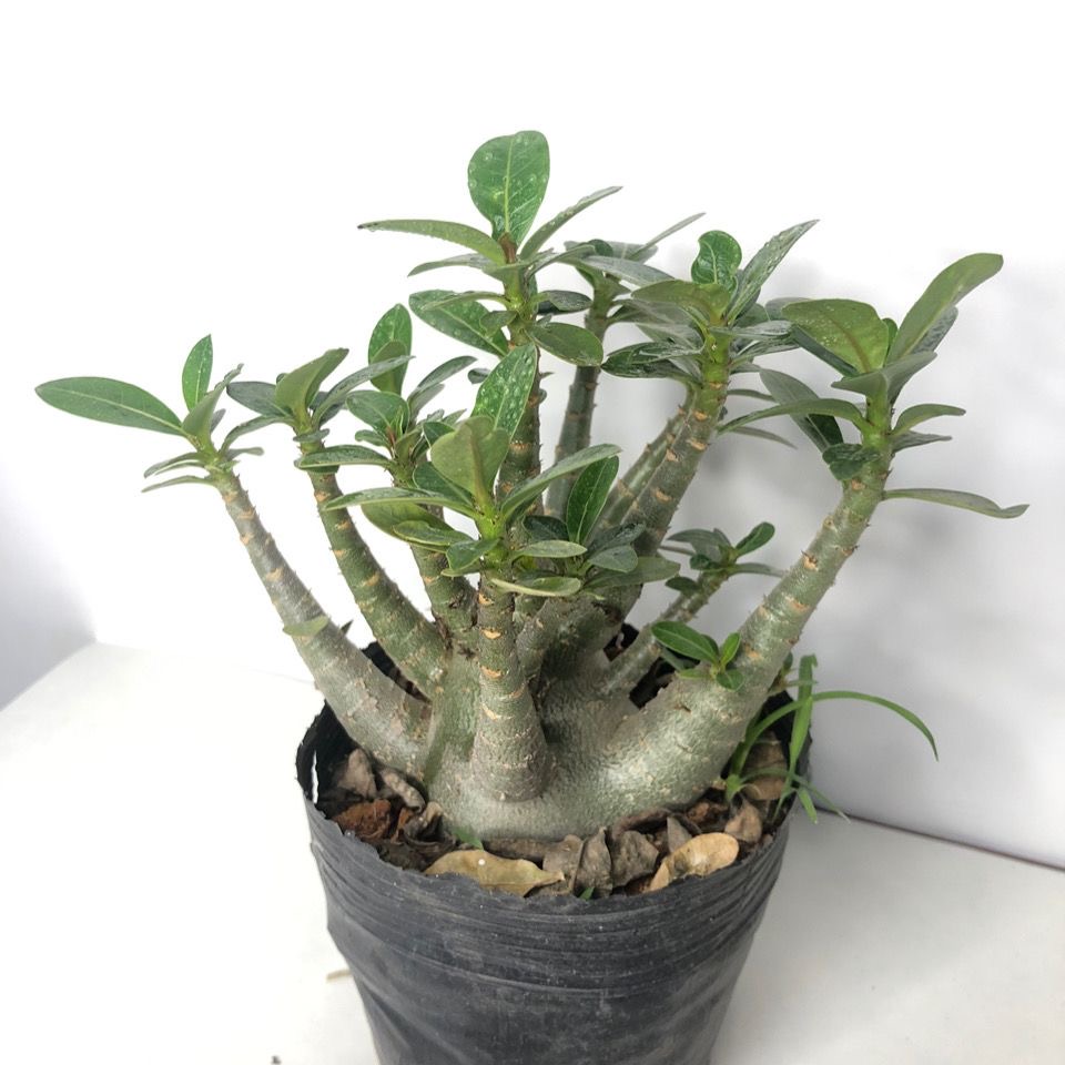 沙漠玫瑰阿拉伯老桩粉色单瓣小花喜阳花卉盆栽绿植