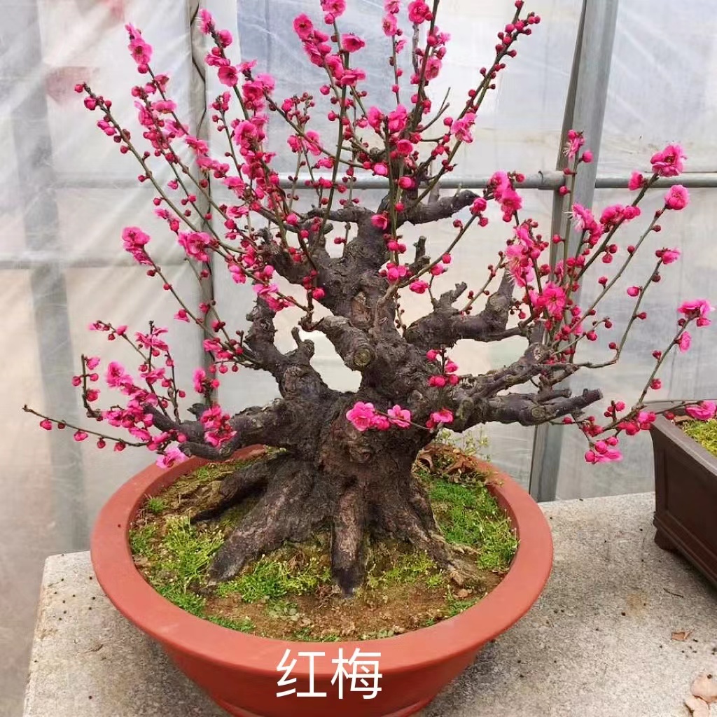 【一物一拍】精品原生红梅老桩 梅花盆景 阳台庭院耐寒造景绿植耐热