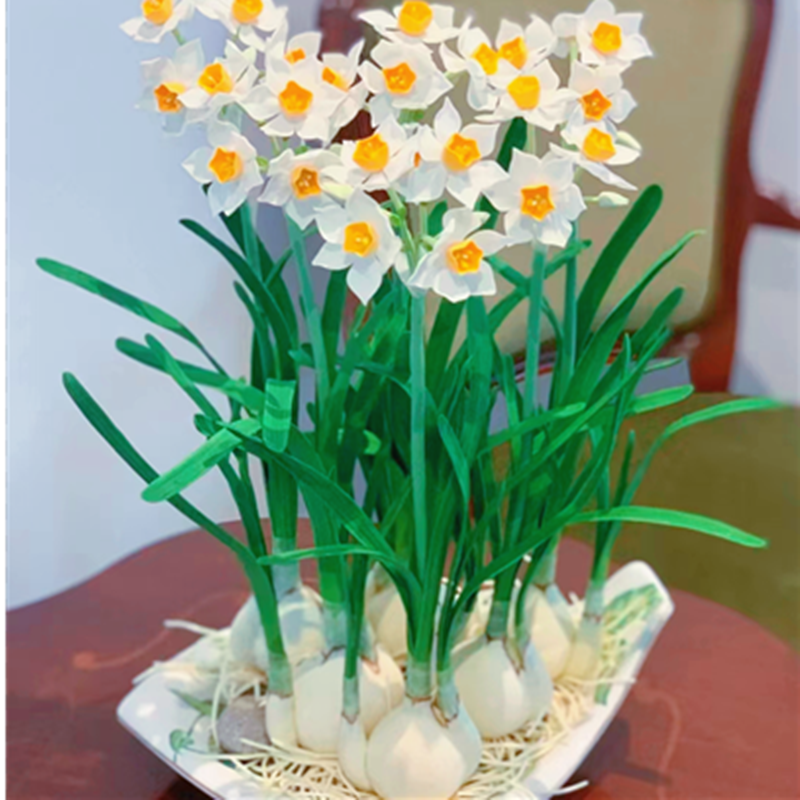 水仙花种球室内水培植物盆栽阳台四季水养花卉好养花种子冬季开花