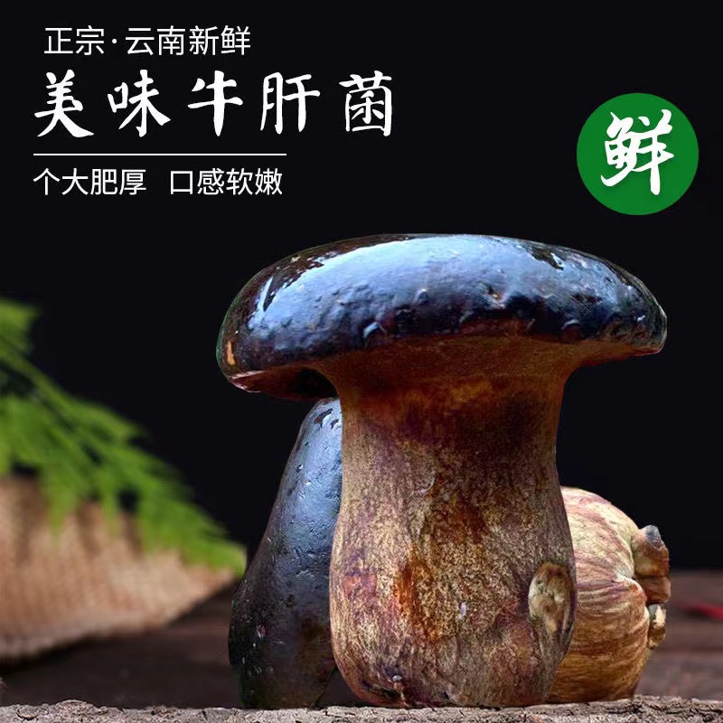 新鲜牛肝菌煲汤专用火锅食材云南特产新鲜采摘蔬菜新鲜菌菇1-4斤