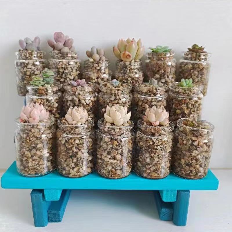 小红书网红款迷你多肉控养水培小布丁手办装饰玻璃花瓶花盆玻璃罐