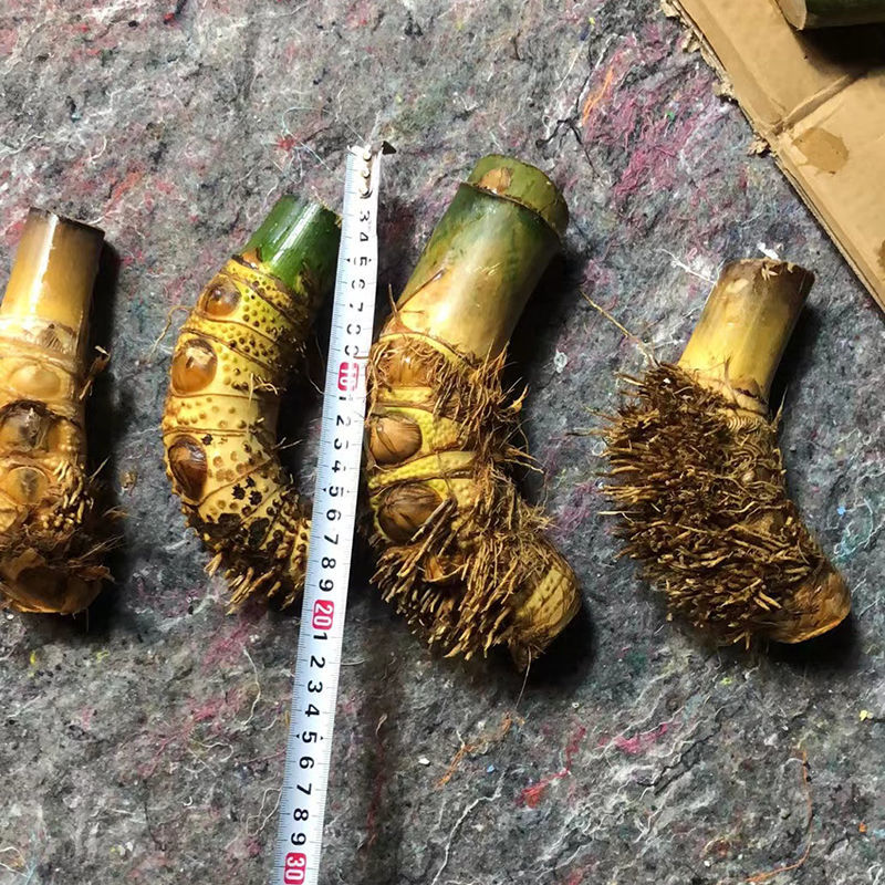 小叶勒竹贵竹老桩盆栽净化空气耐寒阳台桌面除甲醛好看盆景观竹子