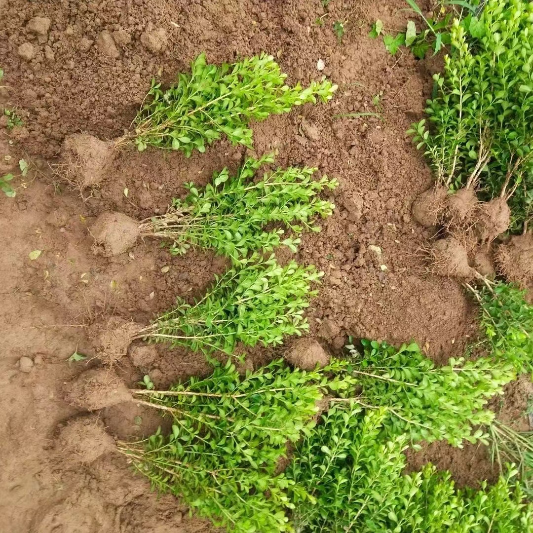 小叶黄杨苗瓜子园林绿化树苗风景树四季不落叶黄杨庭院黄杨球老桩