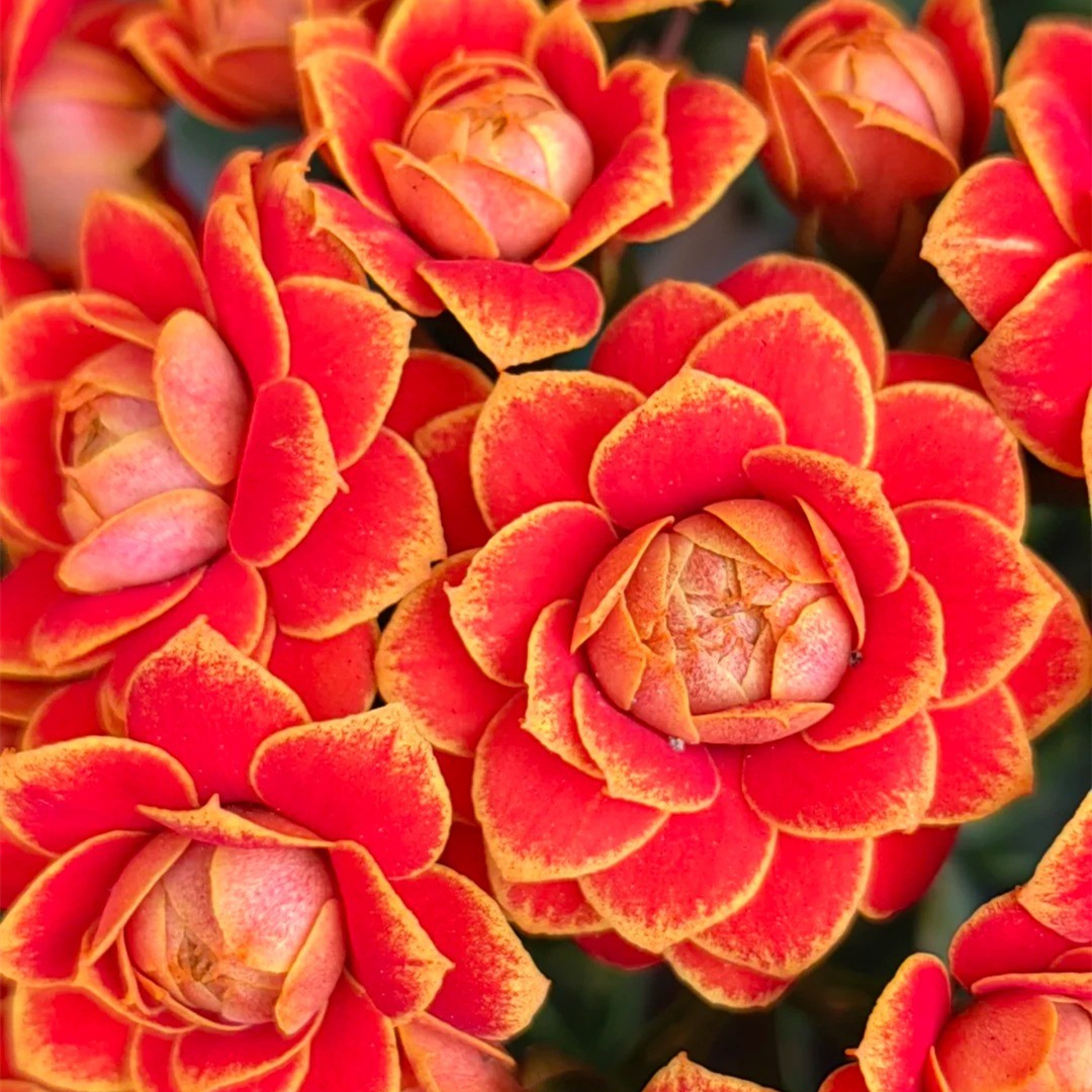 （清棚福利一物一拍）花后苗清棚长寿一箱5盆  除黑腐外无售后