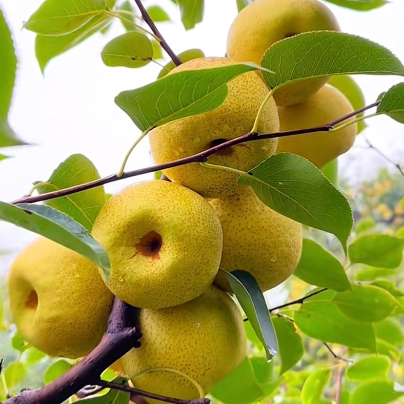 《正宗砀山酥梨》正宗砀山酥梨微黄纯甜新鲜水果梨子砀山梨10斤