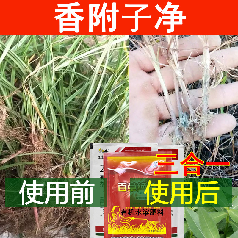 爱丰收除香附子专用梭梭草连根除套餐香附子强力除草剂增效渗透性