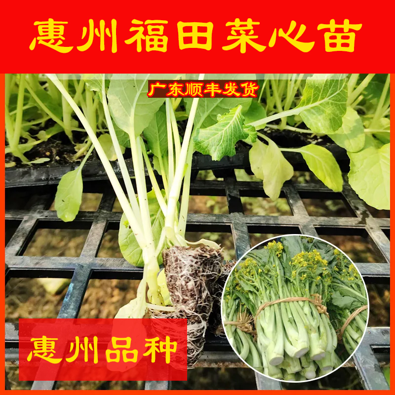 【顺丰包邮】惠州福田菜心秧苗新鲜拔苗带泥发货阳台盆栽容易种植
