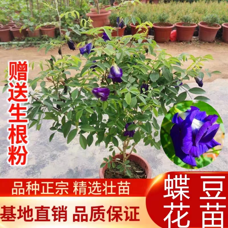 开花植物蝶豆花苗阳台庭院盆栽蓝色花植物攀爬藤本花卉四季常青