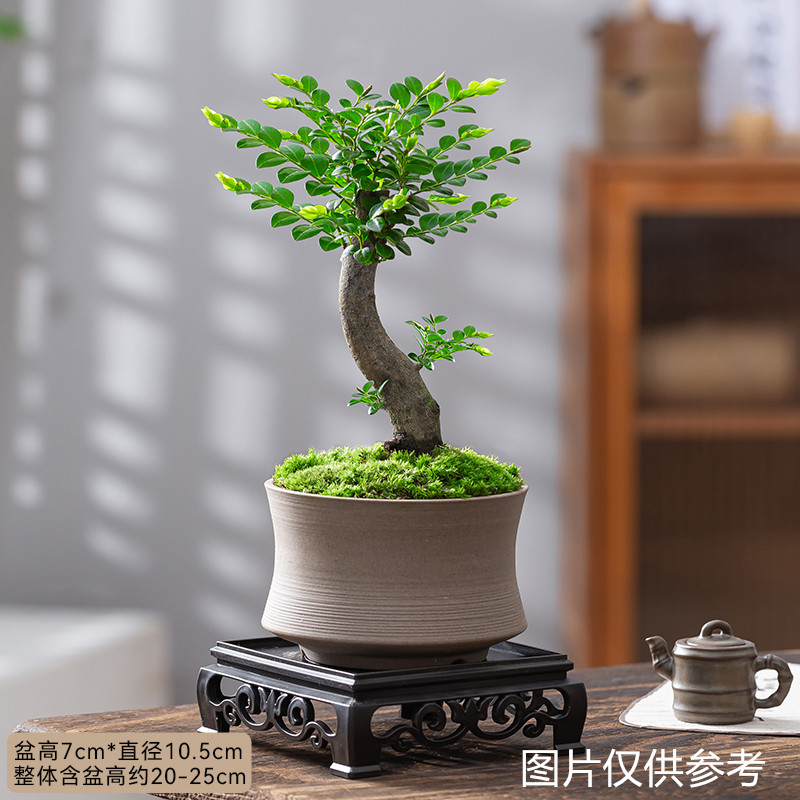 小叶紫檀盆栽树苗老桩植物室内花四季好养客厅办公桌面鲜活绿植