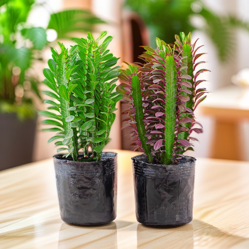 龙骨盆栽仙人掌植物室内客厅阳台桌面摆件四季青美观好养易活寓意