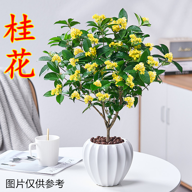 四季桂花盆栽花卉植物室内花阳台庭院客厅北欧风美观开花芳香树苗