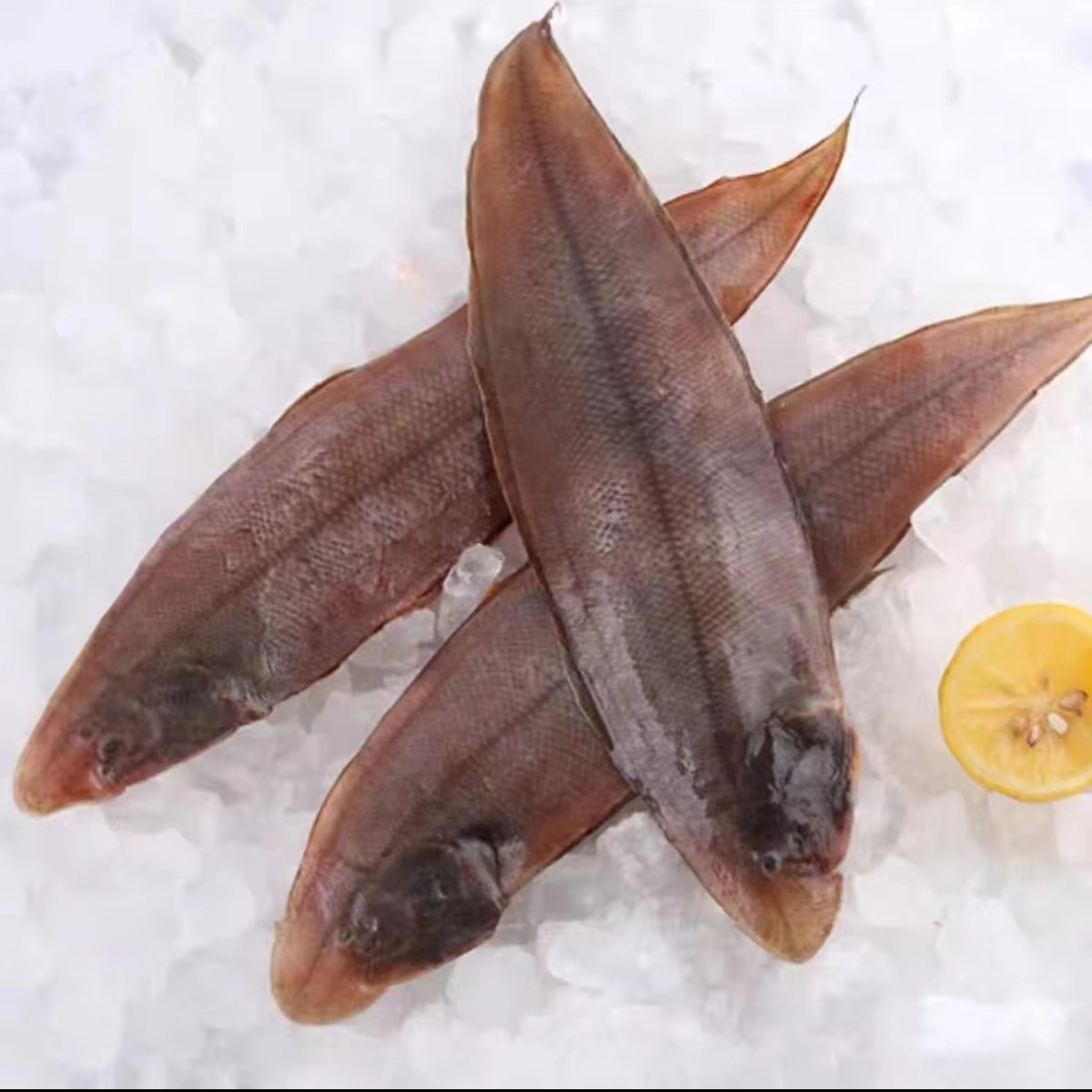 五斤共8条大号海捕舌头鱼龙利鱼踏板鱼青岛新鲜发货顺丰