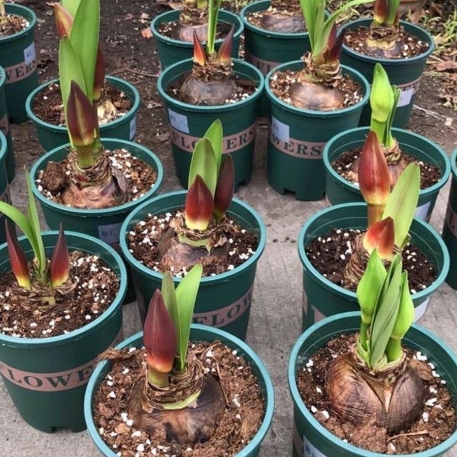 朱顶红[特价]种球盆栽特色【正版朱顶红】四季观赏花卉超大好球精选