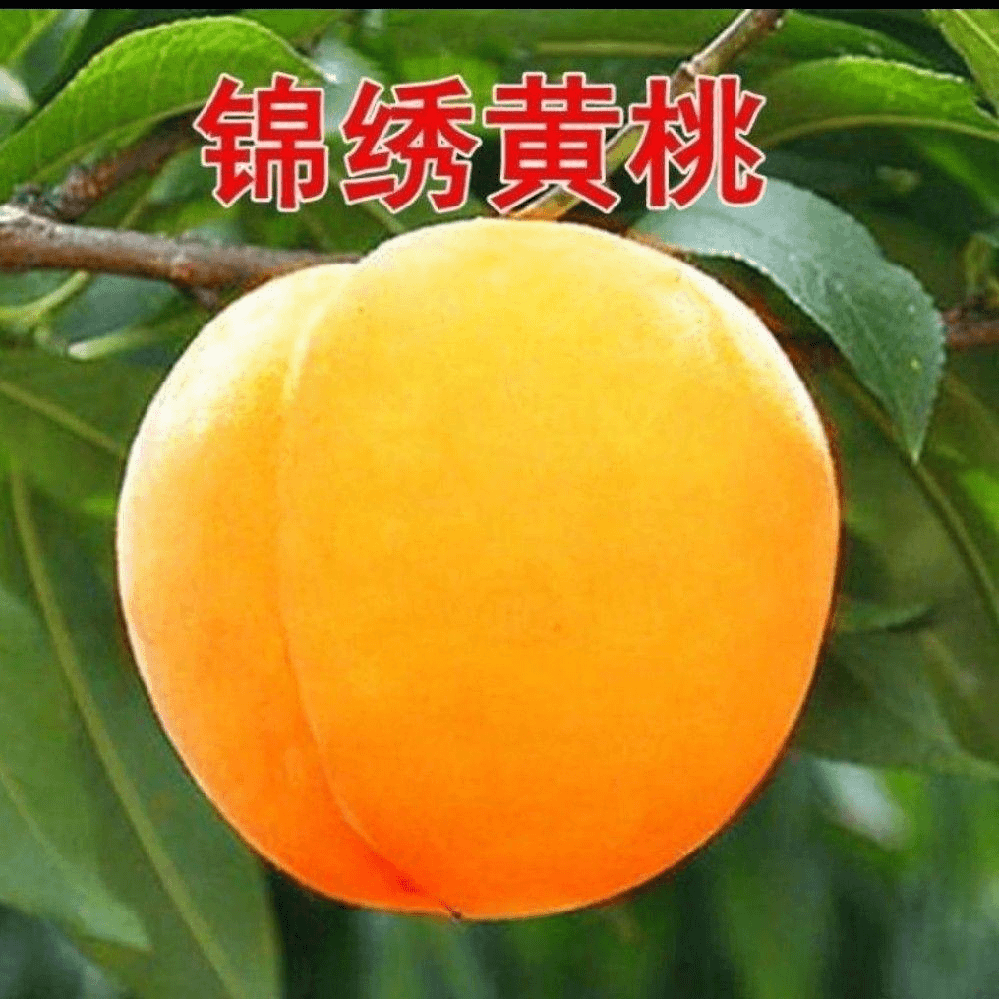 锦绣黄桃果树苗优质嫁接桃树苗结果盆栽地栽南北方室内外种植