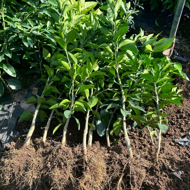 爱媛62号一年裸根苗带泥浆发货品种保真根系发达