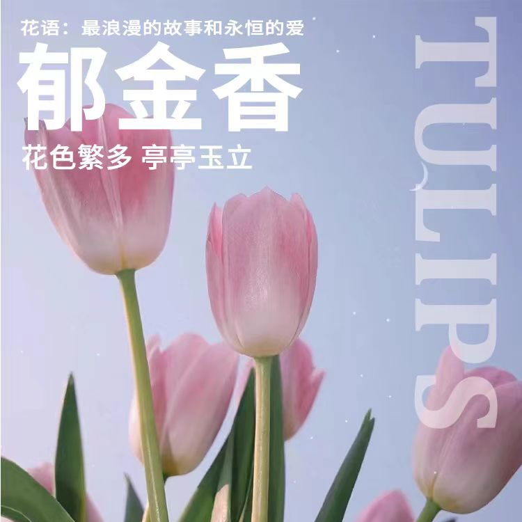 郁金香盲盒切花 荷兰花海基地直播