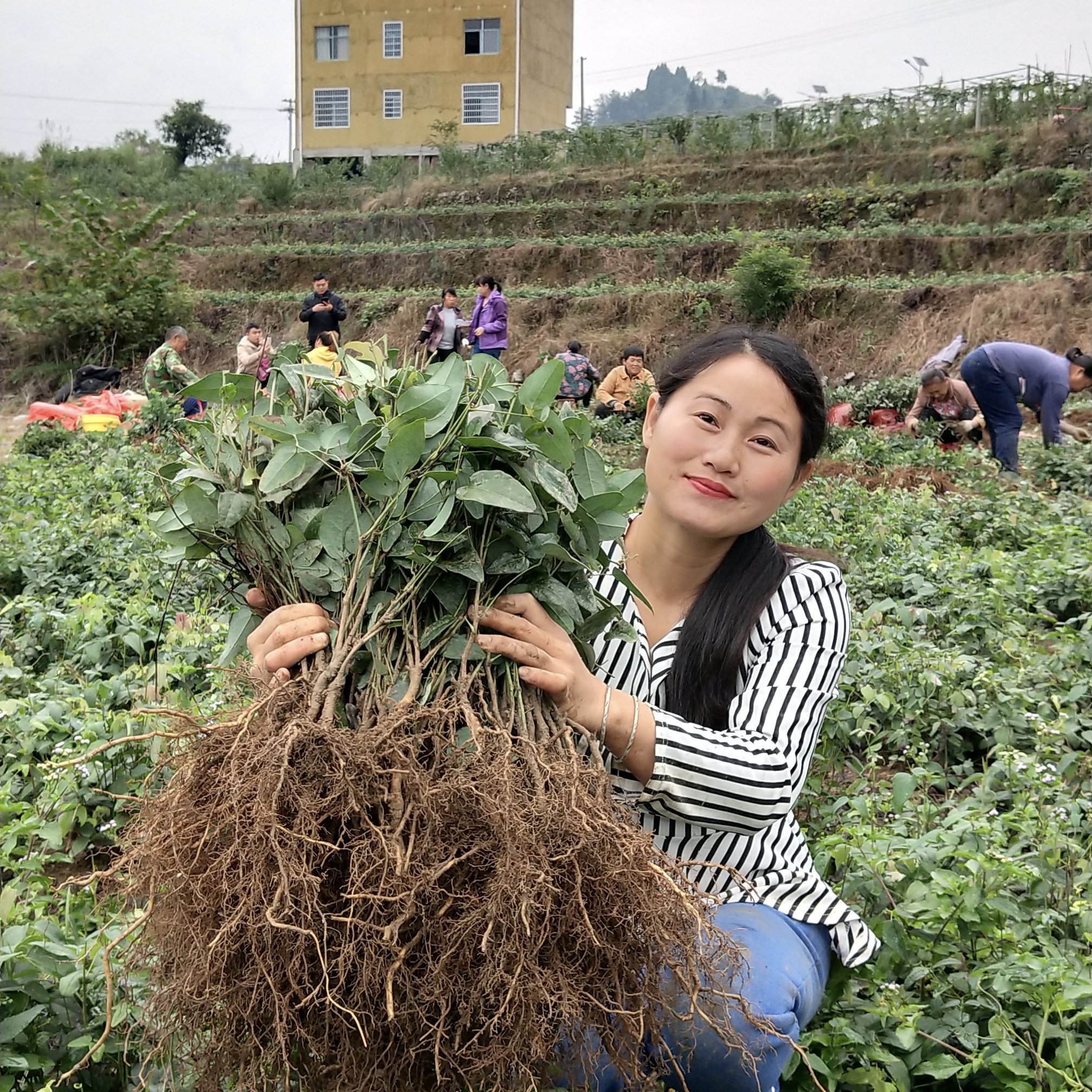 少籽紫果八月瓜苗种植一年第二年挂果