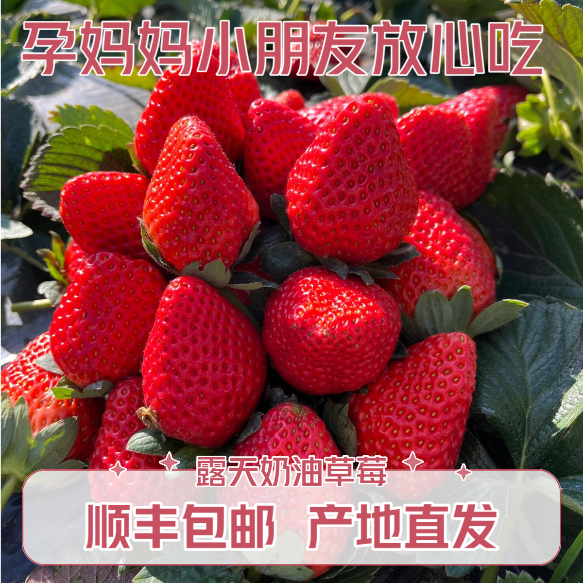 【顺丰包邮】奶油草莓福利❤大凉山露天草莓新鲜采摘孕妇水果1.2-3斤
