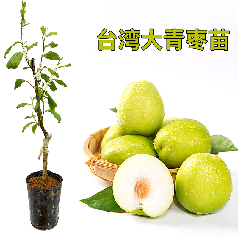 青枣树苗嫁接甜脆特大台湾脆甜蜜丝枣牛奶枣果树苗抗寒带土成活高