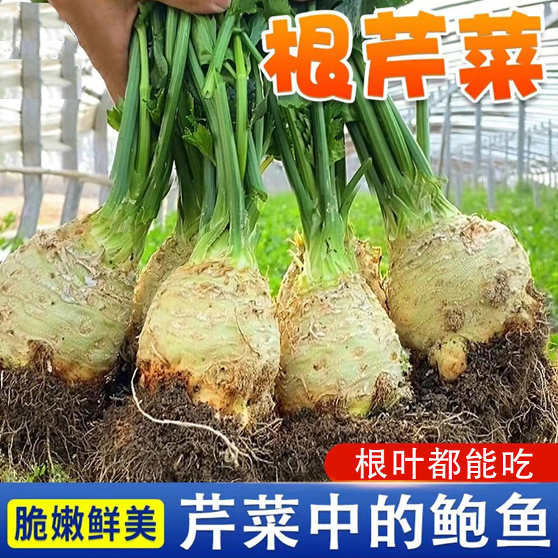根芹种子阳台盆栽块芹洋芹球塘蒿蔬菜莱种籽高产四季