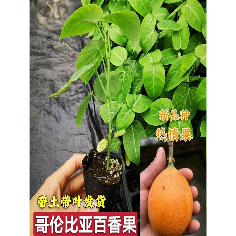 新品种哥伦比亚热情果苗纯甜不酸南方果树苗庭院阳台盆栽地栽常绿