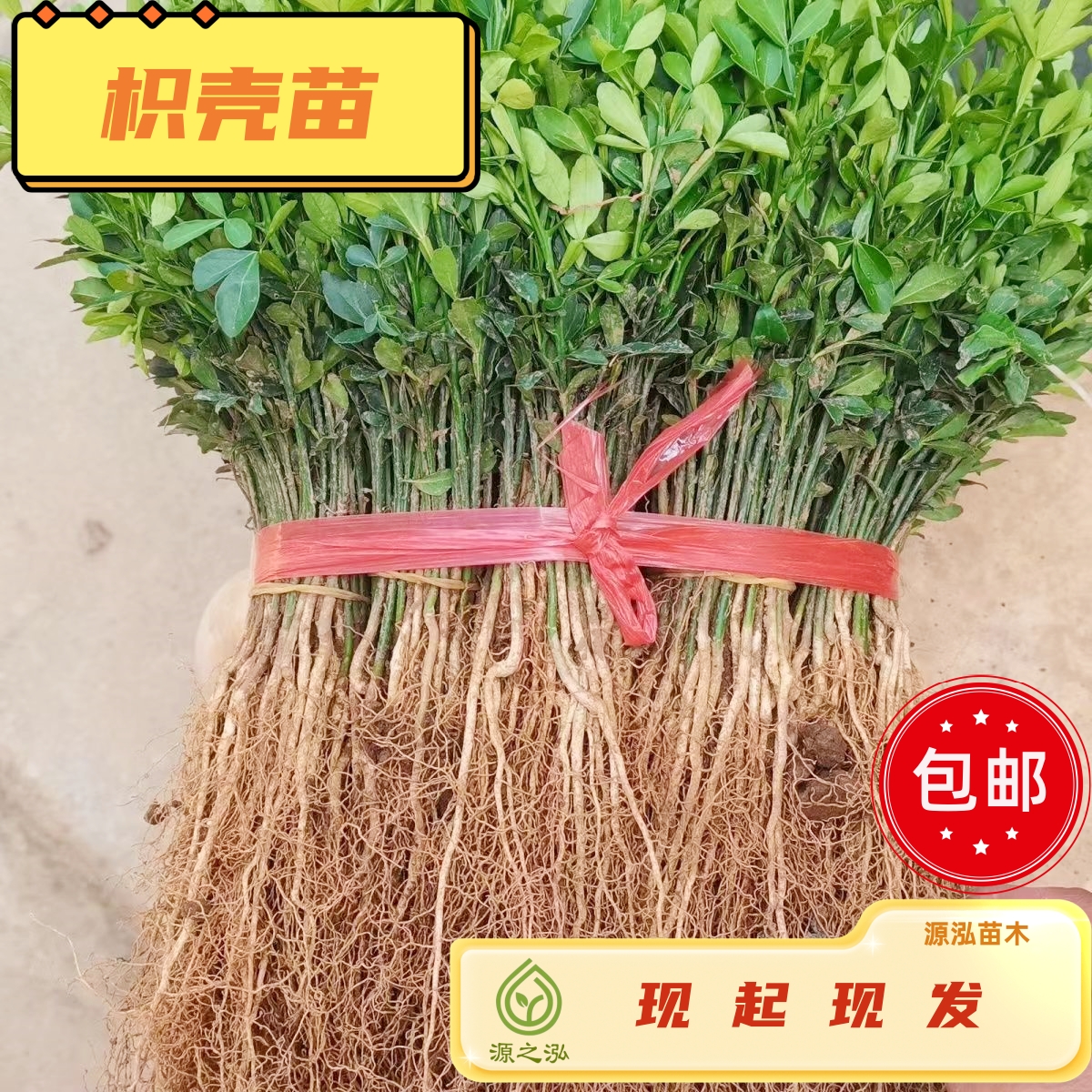 枳壳苗枳壳树苗批发铁篱笆橘苗刺桔绿篱嫁接柑橘用枳实苗耐寒苗木