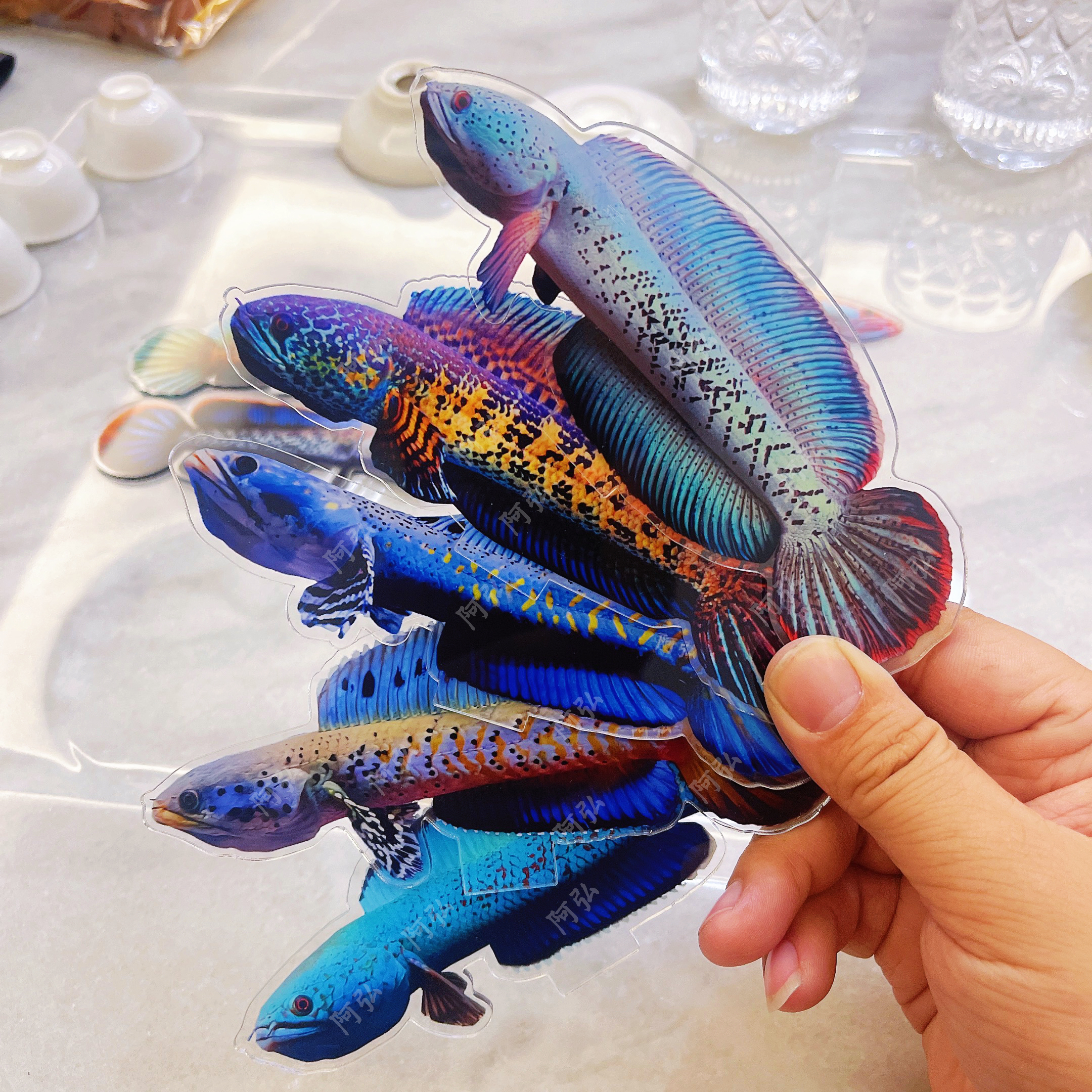 雷龙鱼训鱼卡 亚克力透明驯鱼卡摆台 鼓鳃巡游双面 高清效果摆件