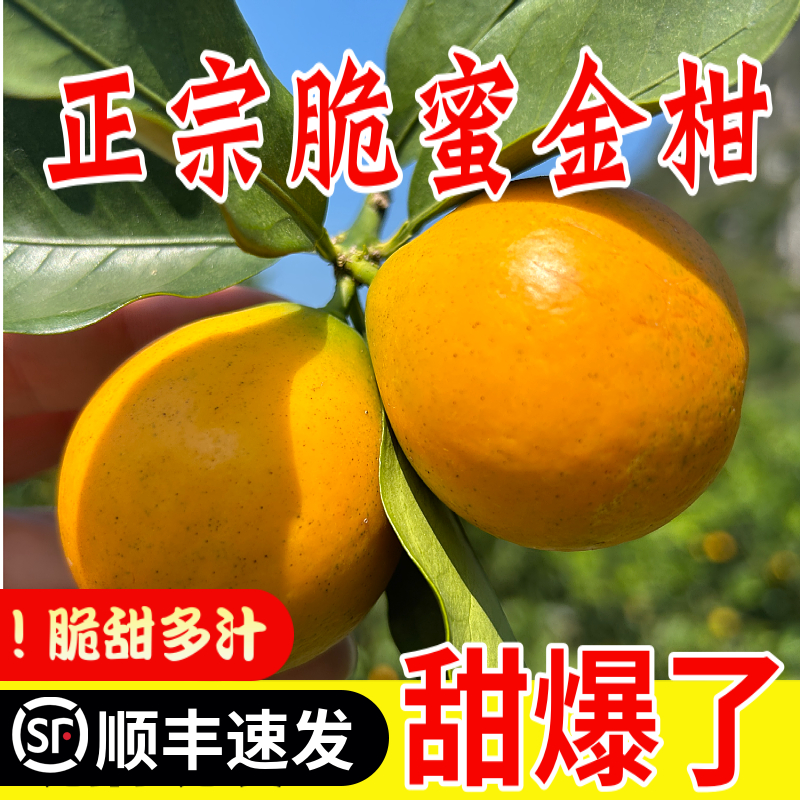 【顺丰包邮】广西第三代正宗脆蜜金柑果园直发新鲜现摘纯甜无籽金桔