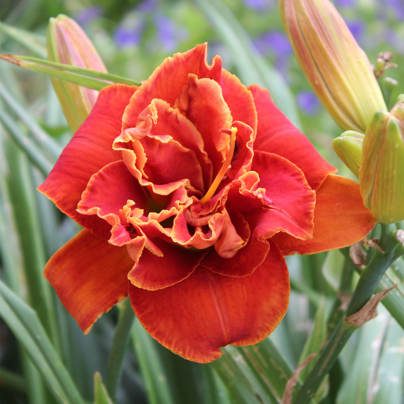 重瓣萱草摩西之火 火红色