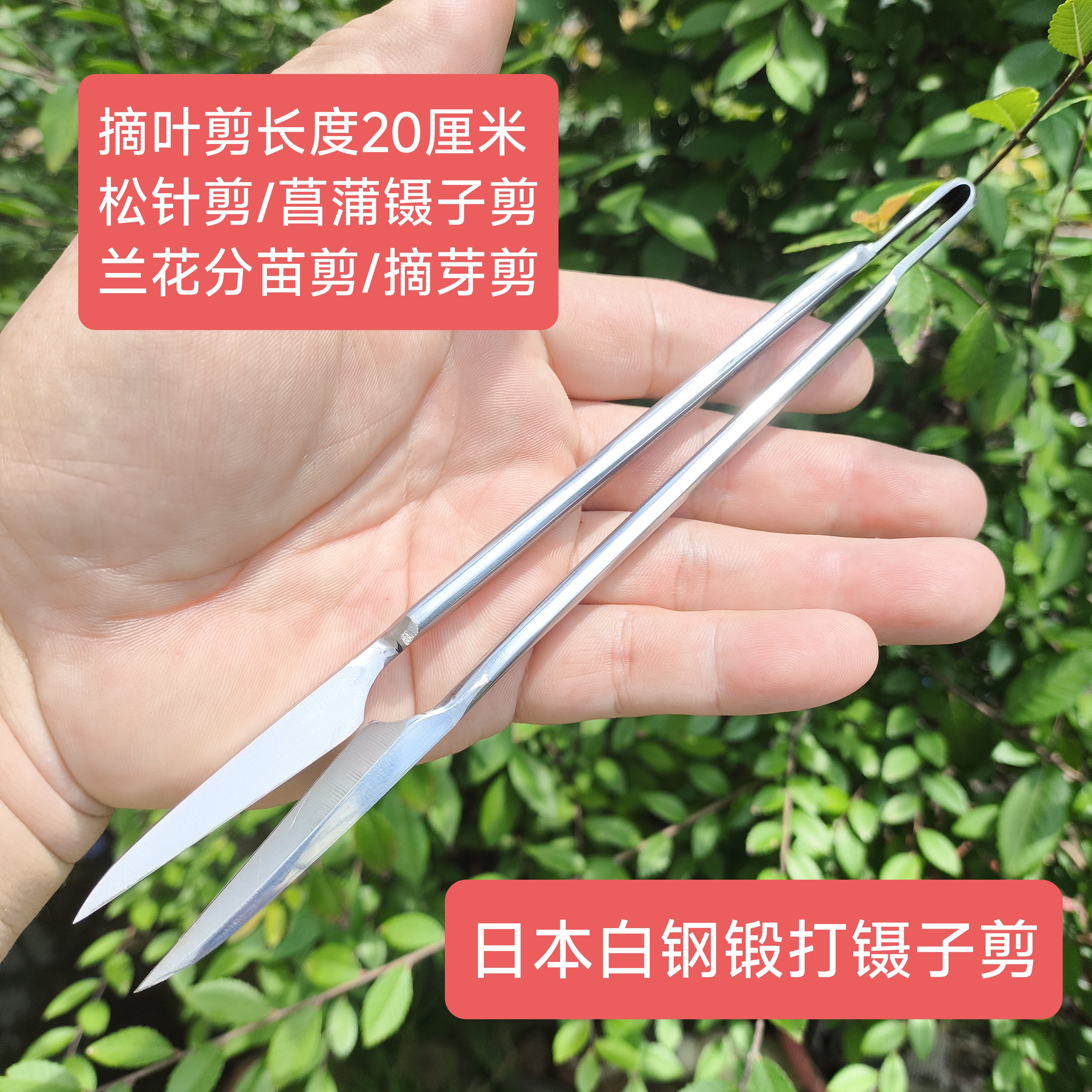 日本白钢锻打清风细雨镊子剪/松针剪/摘叶剪/摘芽剪/兰花剪/锋利