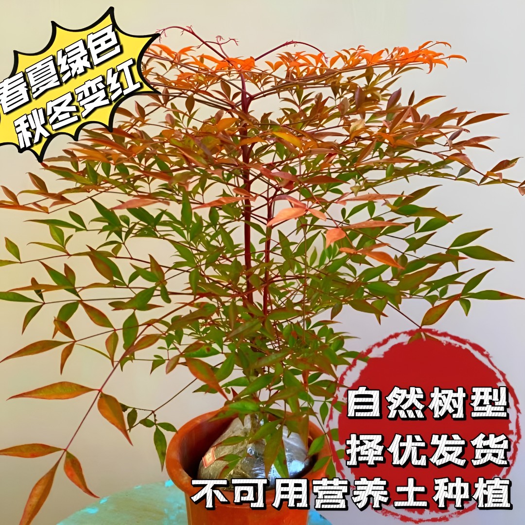 火焰南天竹转运竹四季红天竹盆景老桩树苗花卉室内万年红盆栽竹子