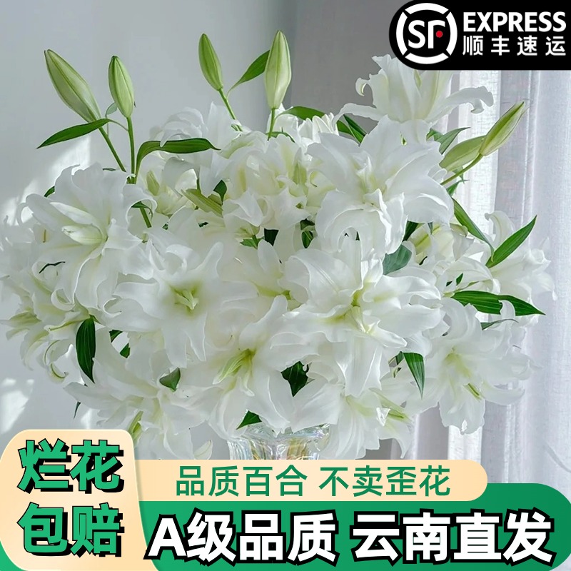 A【艾莎重瓣】香水百合白色多头花束鲜花鲜切花卉云南基地顺丰
