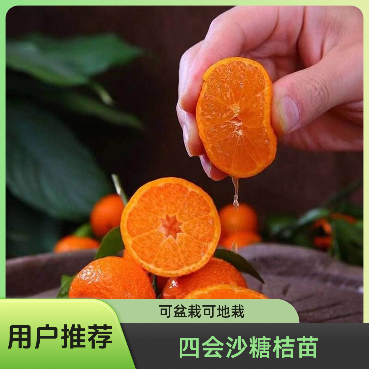 早熟金秋沙糖桔 晚熟四会沙糖桔无籽嫁接树苗