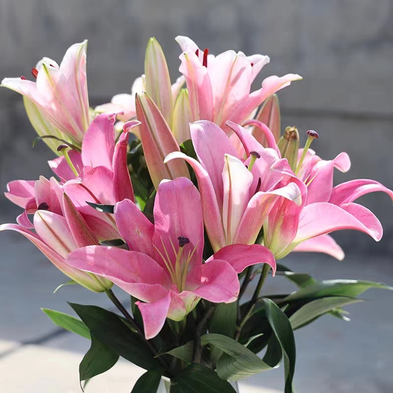 粉红色香水百合花 云南昆明鲜花基地直发